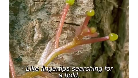 Nature's climbers are on a mission!