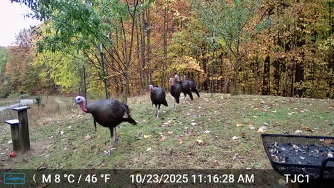 Wild Turkey Line