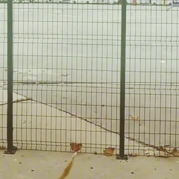 Funny cat video 😂😂😂