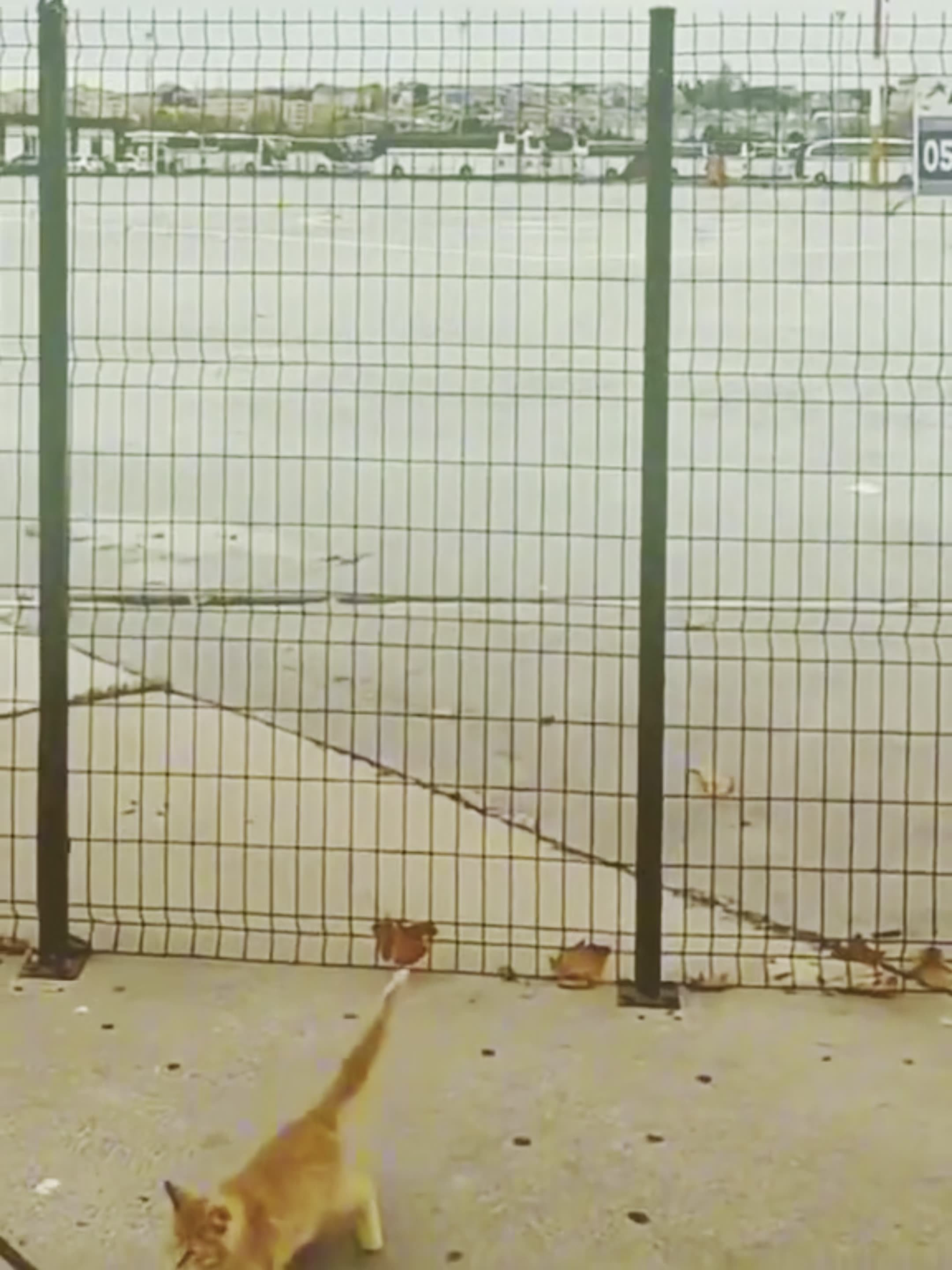 Funny cat video 😂😂😂