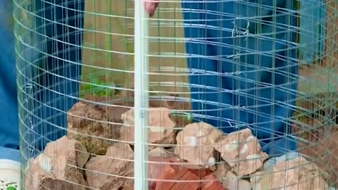 Quick Gardening Tips for Maximum Growth