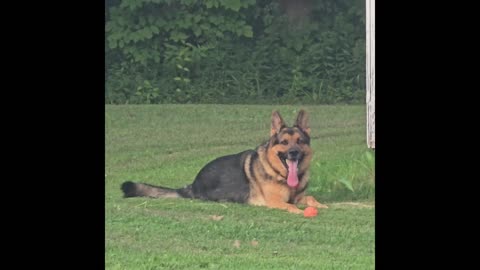 Virgil the sable.