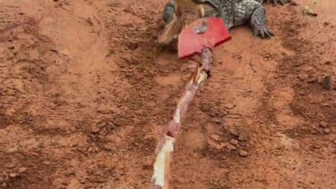 Alligators are all hot-tempered.