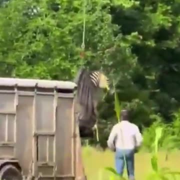 Ed the Zebra Caught After 8 Days Roaming Free in Tennessee