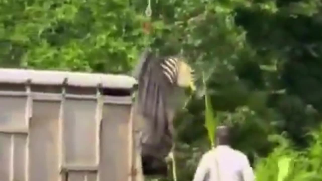 Ed the Zebra Caught After 8 Days Roaming Free in Tennessee