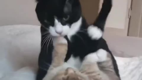 Funny fights between cat ninjas