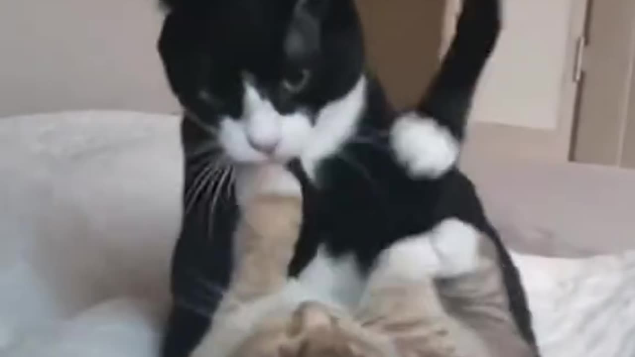 Funny fights between cat ninjas