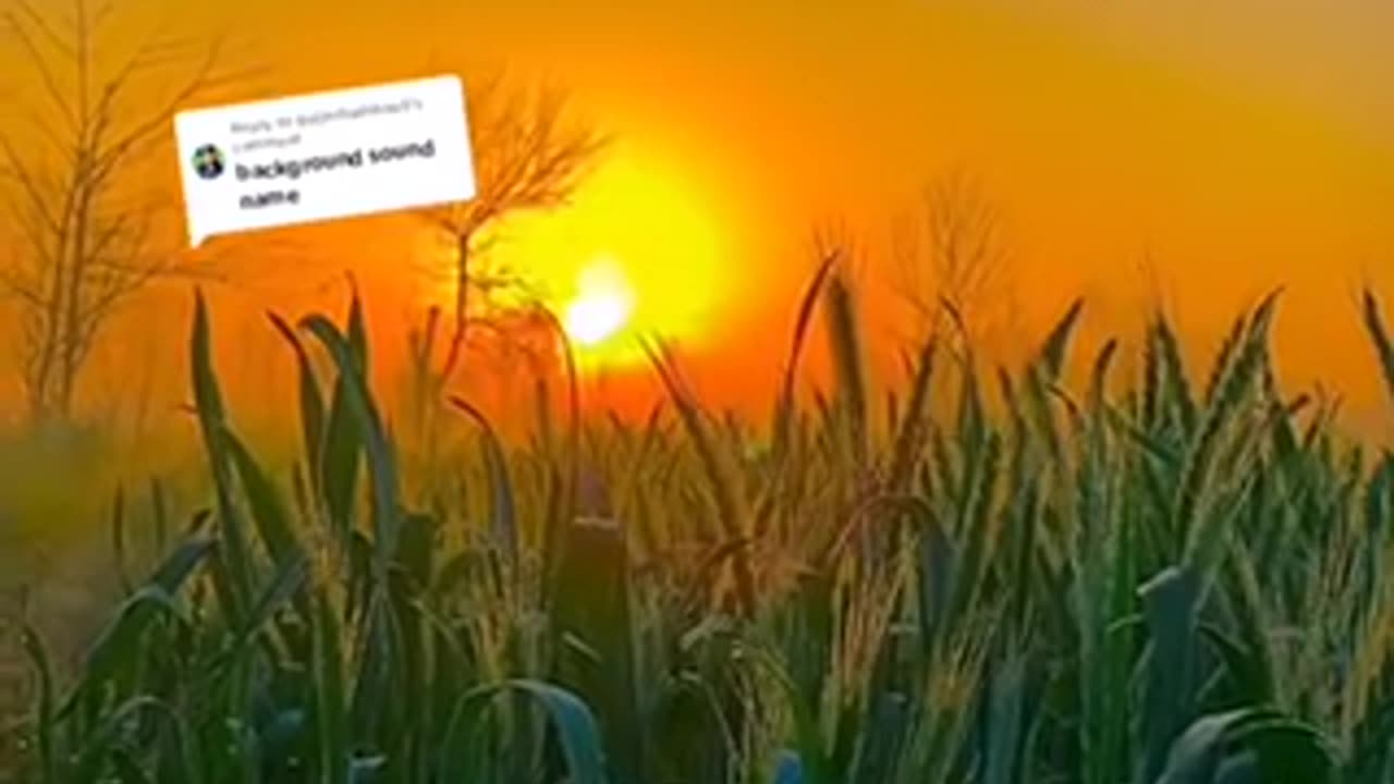 Video Background Music bgm