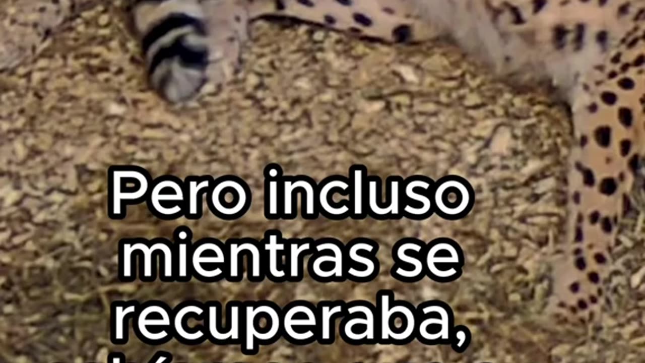 Animales también merecen felicidad ❤️