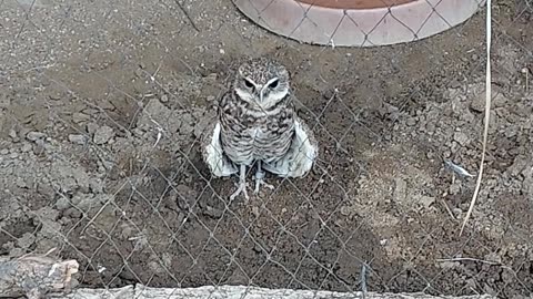 desert owl