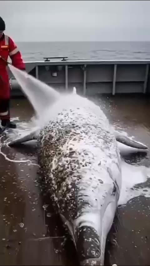 Generosidad Animal - Ejemplo de humanidad