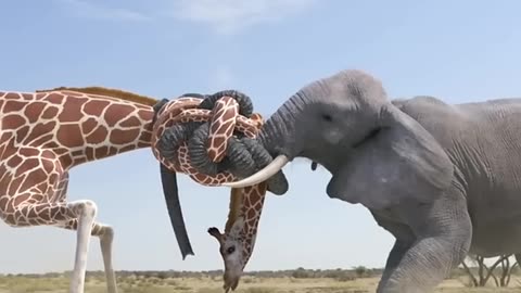 Giraffe vs Elephant