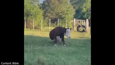 Funniest Animal Videos Ever