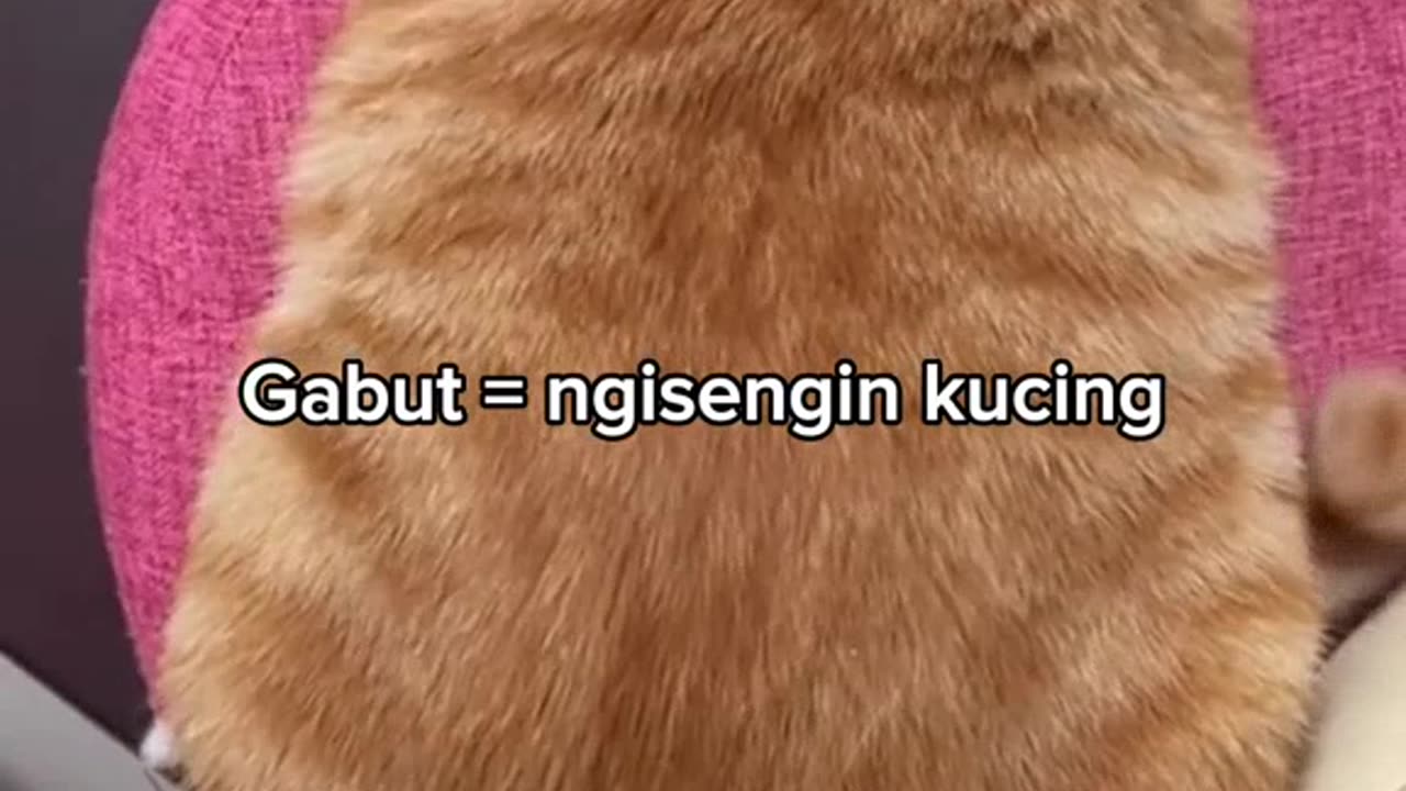 Kucing yang unyu unyu