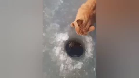 Funny Cat $ Dog Video