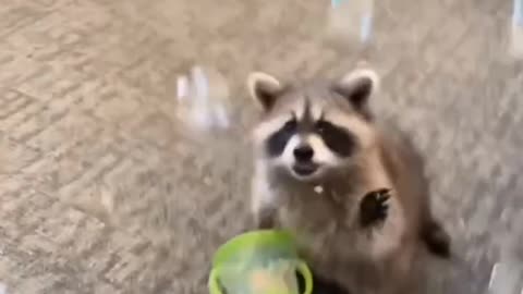 So cute🦝