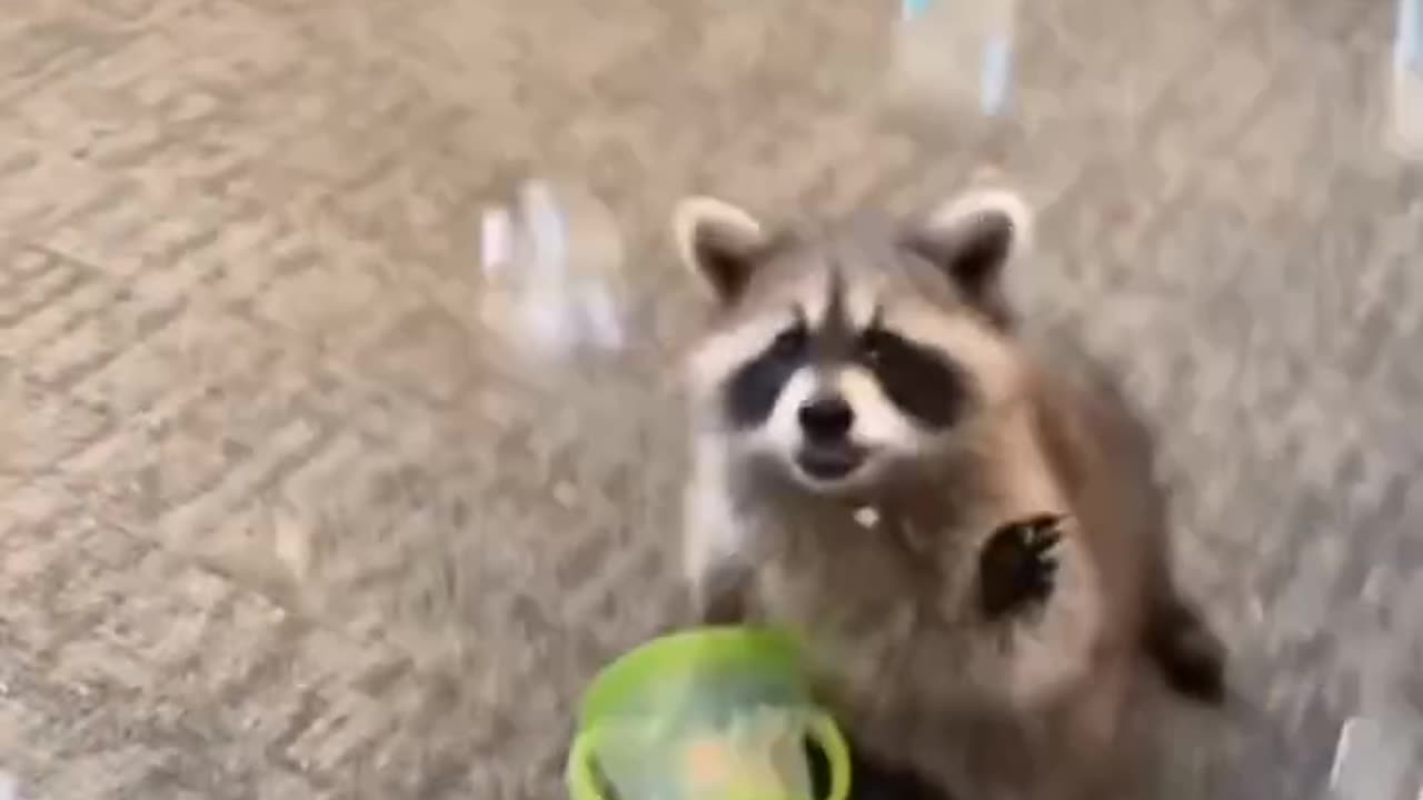 So cute🦝
