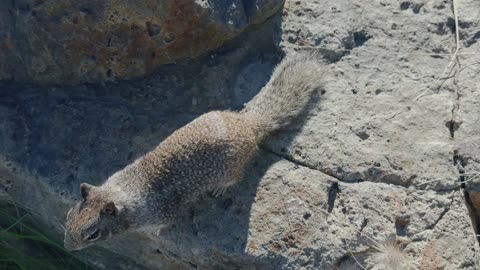 Curious squirrel on rocky terrain