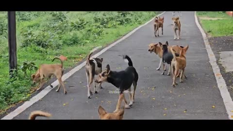 Dog funny videos