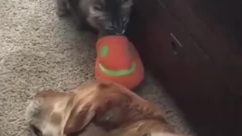 funny animals😁😁👍🙌🙌