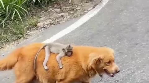 Baby Monkey Hugs Dog Tight, Mistaking It for Its Mother