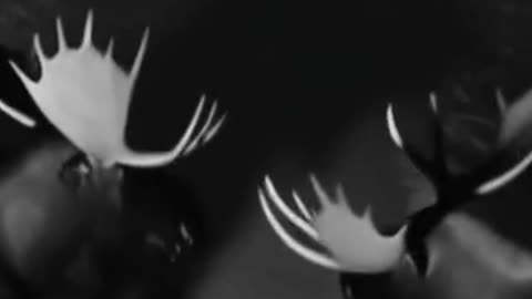 Moose fight each other in the middle of a residential area