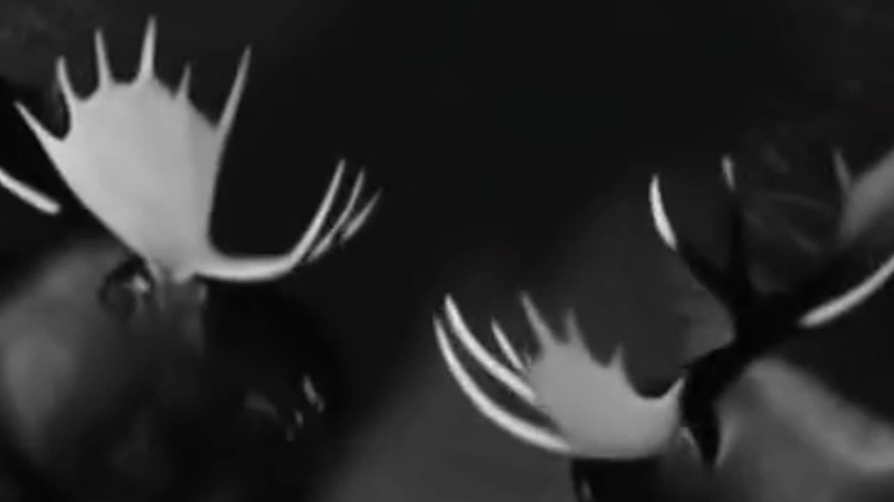 Moose fight each other in the middle of a residential area