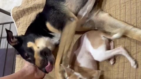 😂🐶 This Dog's Threat is Too Cute! | FunFM