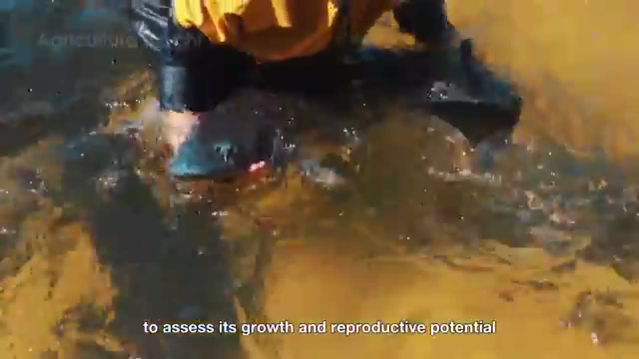 How Million Tons of Salmon Are Processed – Incredible Salmon Roe Farming