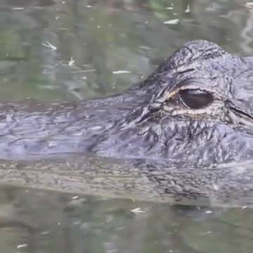 Alligators in NYC Sewers: Myth or Reality? The answer is not just a movie plot!