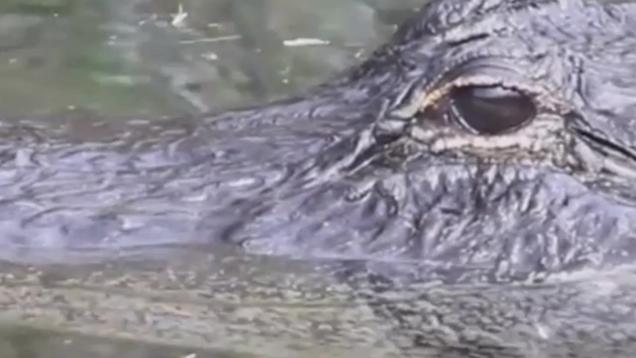 Alligators in NYC Sewers: Myth or Reality? The answer is not just a movie plot!