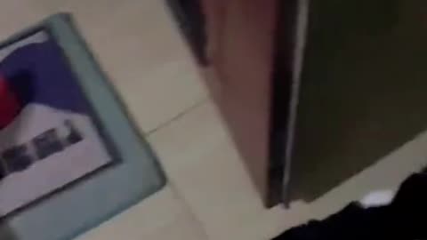 Welcome home cat