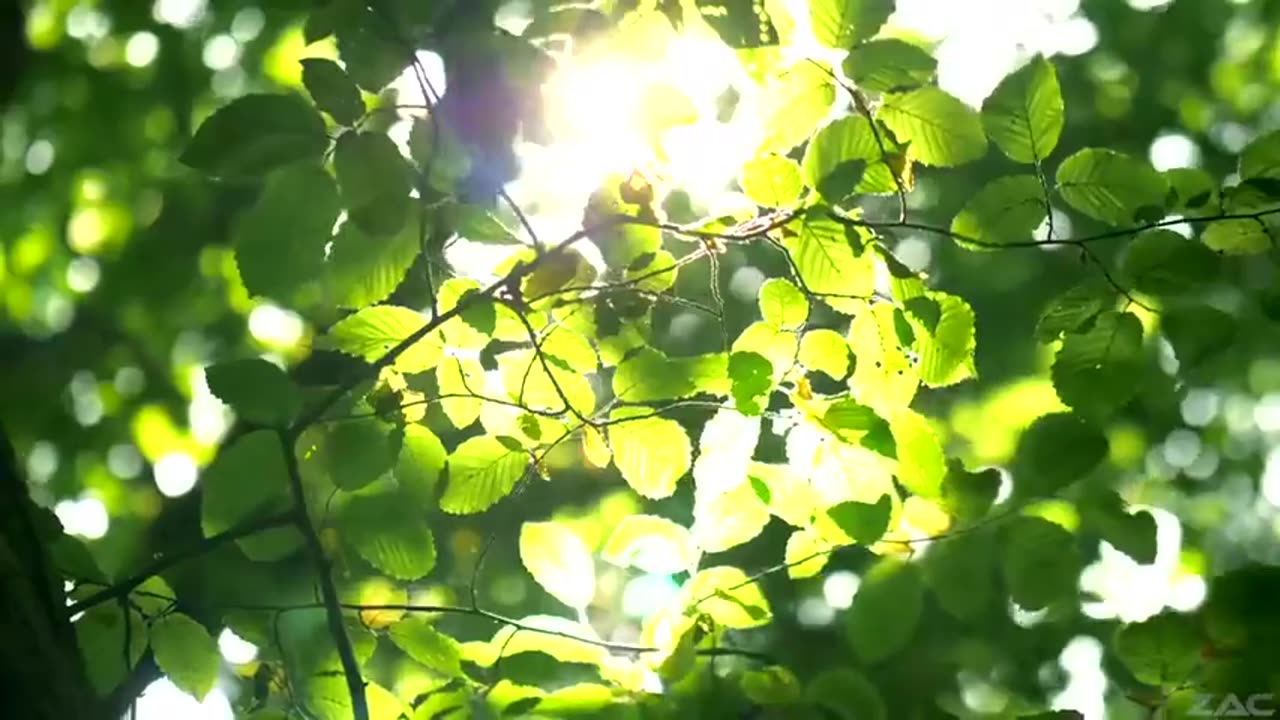 Natural Forces Frequency and Vibration - Healing & Life Energy Fields