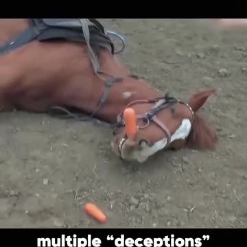 Love All Life Always #120 - Tom, The Acting Horse Plays Dead Perfectly...