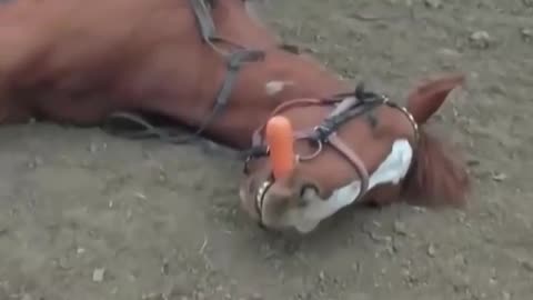 Love All Life Always #120 - Tom, The Acting Horse Plays Dead Perfectly...