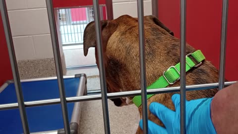 Honey 4y A751594 kennel 34 pod 2 PACC shelter once warms up he's groovy guy, lovely coat20250813871