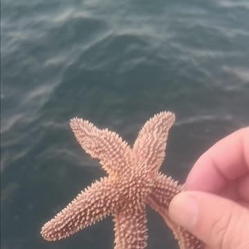 Starfish