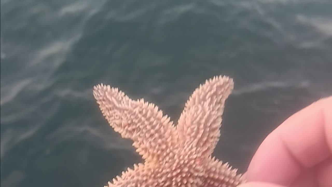 Starfish