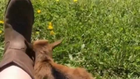 bro that little tail wag 🐐🥹