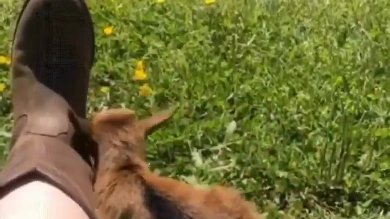 bro that little tail wag 🐐🥹