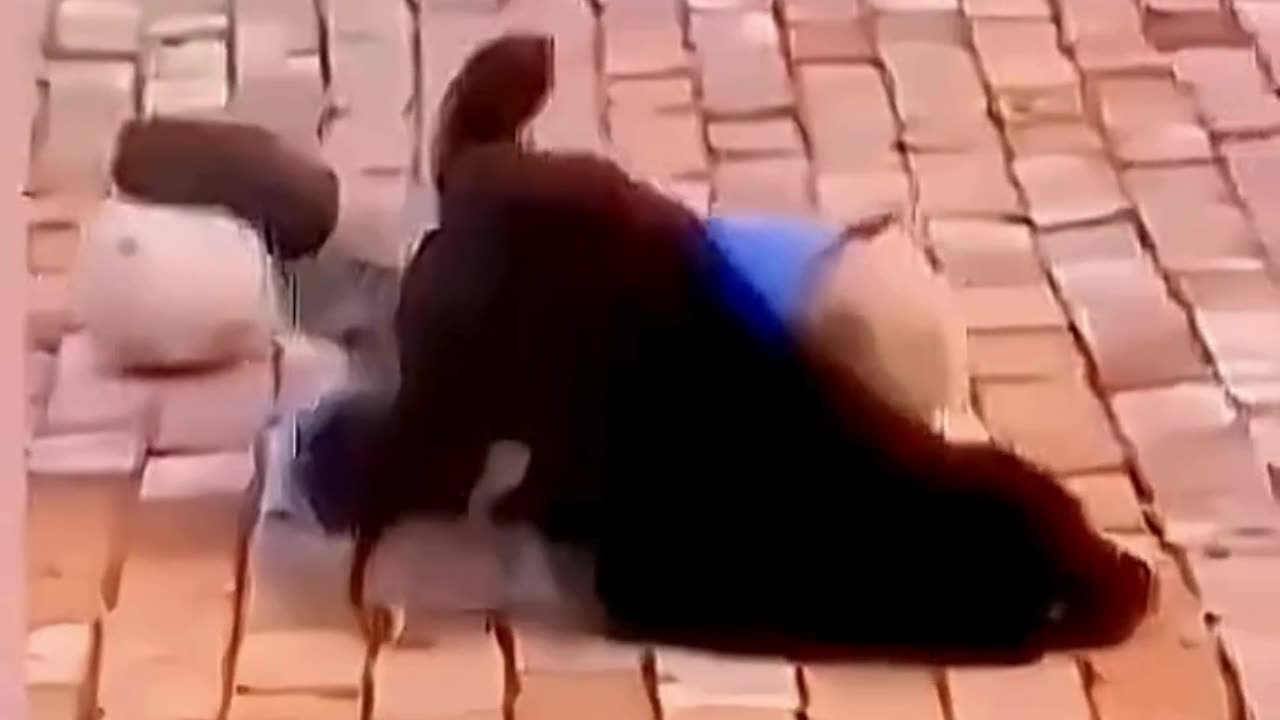 FUNNY ANIMAL COMPILATIONS - PART 11