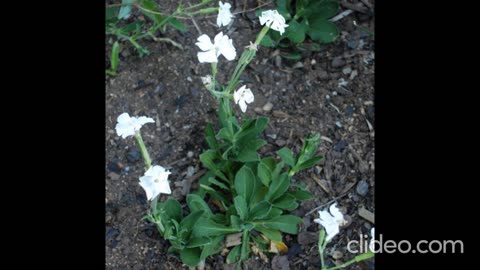 Xhosa root, Silene capensis aka silene undulata, ibogaine producer.