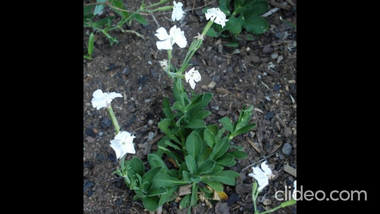 Xhosa root, Silene capensis aka silene undulata, ibogaine producer.