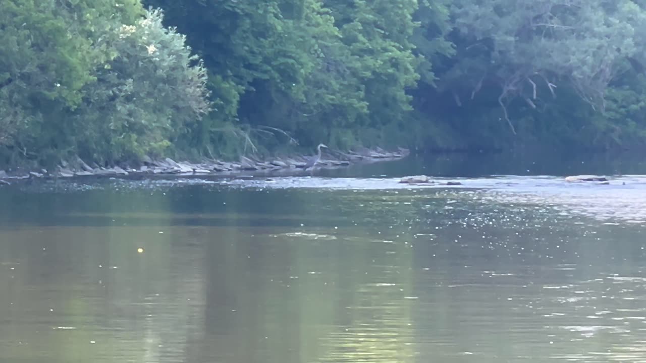 Spotted a Great Blue Heron in the distance