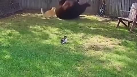 Bear's Mistake! Cat Mom's Power