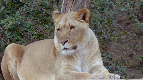Lion, lie, weary