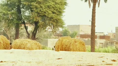 My Village Video ❤ #maxrecords #villagelife #larkana #sindh #pakistan