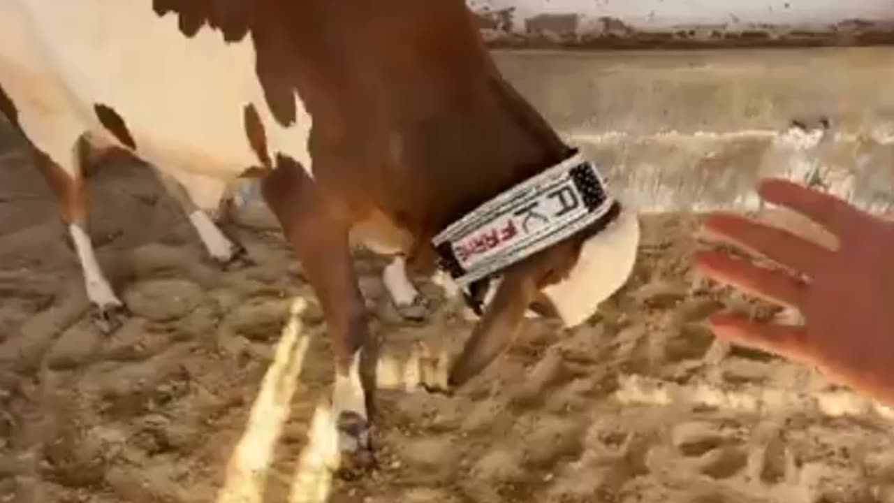 Bhari pr gaya 🤯 cow mandi 2025