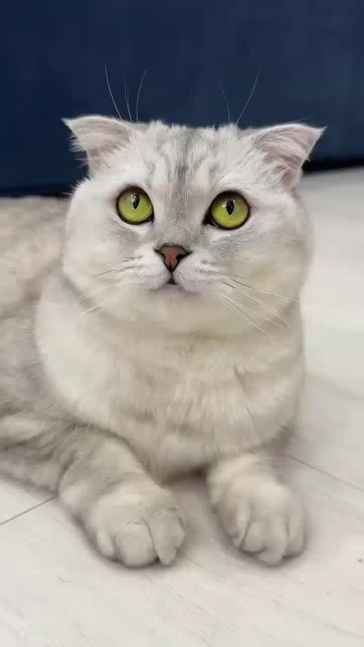 😹 Funny Cat Fails Compilation 2025 | Hilarious Cat Video