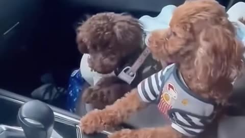 Lazy dog funny video dog sleeping vedio